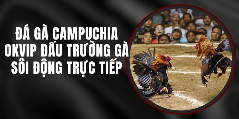 Đá Gà Campuchia Okvip - Đấu Trường Gà Sôi Động Trực Tiếp