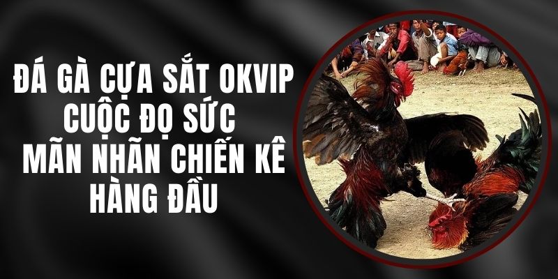 Đá Gà Cựa Sắt Okvip - Cuộc Đọ Sức Mãn Nhãn Chiến Kê Hàng Đầu