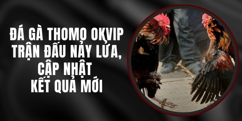 Đá Gà Thomo Okvip - Trận Đấu Nảy Lửa, Cập Nhật Kết Quả Mới